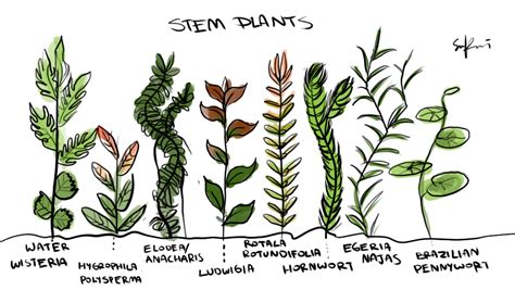 5 aquatic plants drawing|How to draw Aquatic plants.